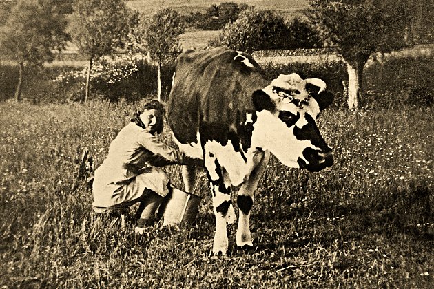 1944 - La traite des vaches
