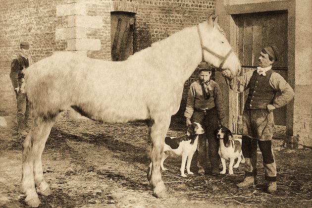 1930 - Cheval blanc