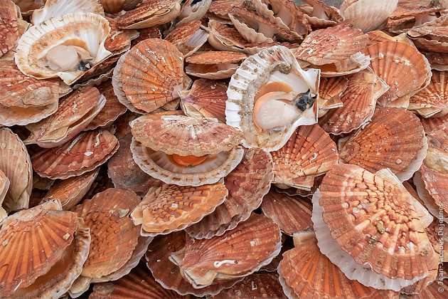 Coquilles Saint-Jacques