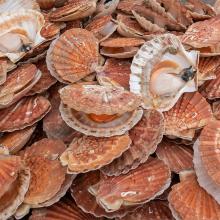 Coquilles Saint-Jacques