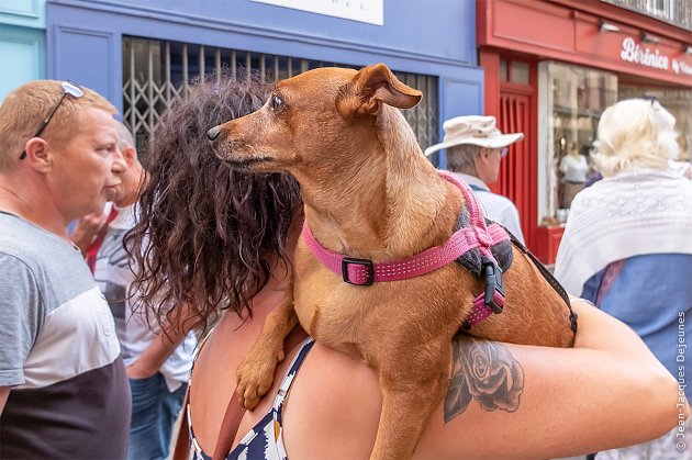 La rose et le chien