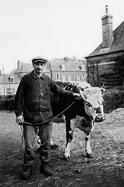 1950 - Le vacher