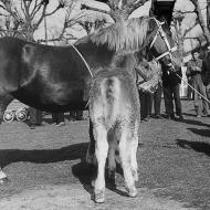 1952 - Foire aux chevaux