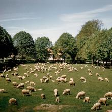 1960 - Moutons de Jean-Baptiste Limarre