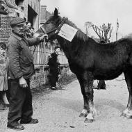 1952 - Concours de chevaux