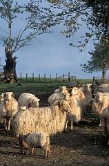 Moutons basques
