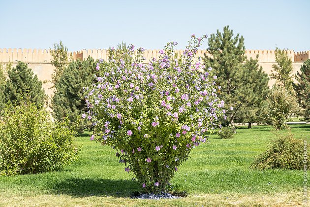 Parc arboré